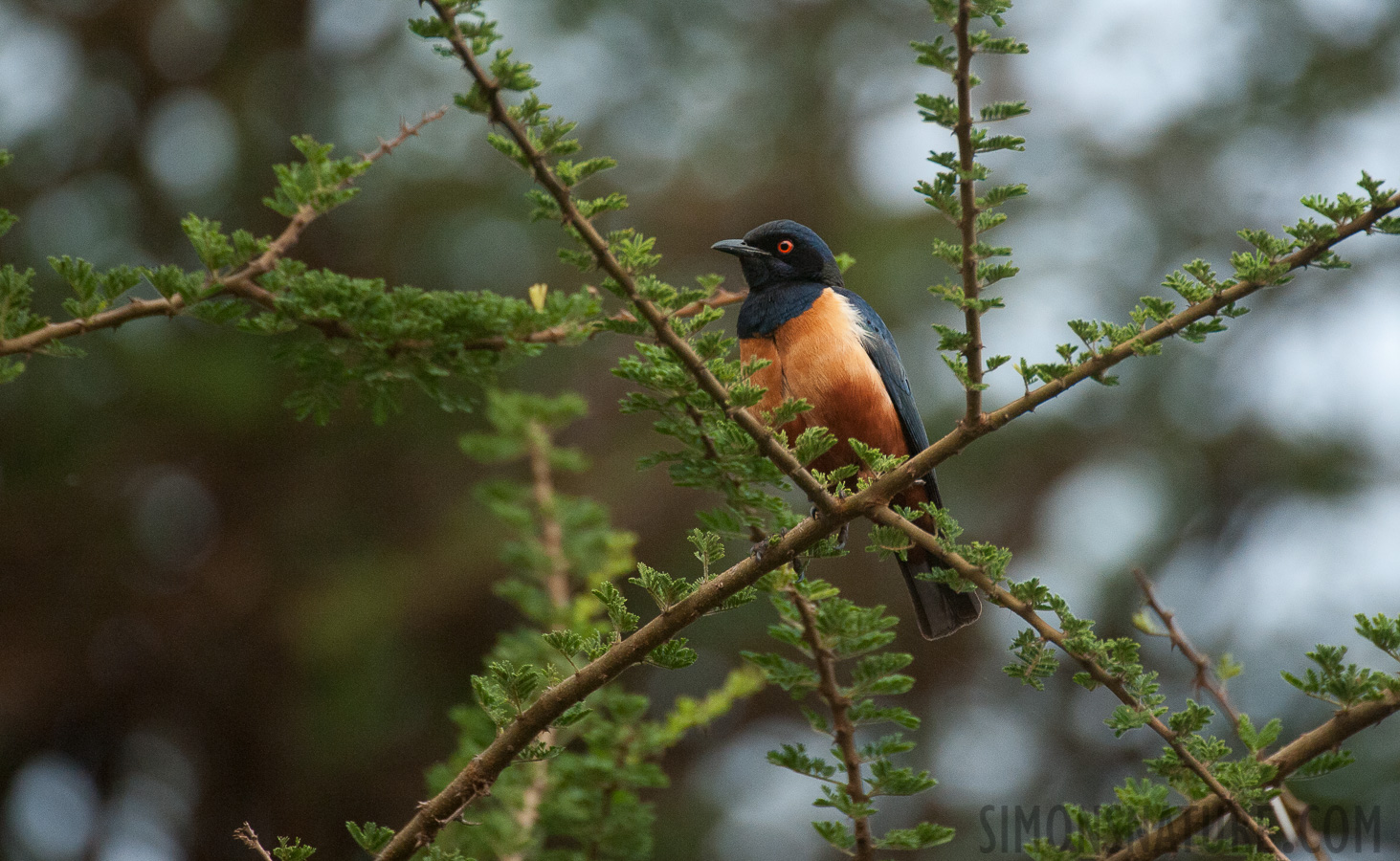 Lamprotornis hildebrandti [550 mm, 1/500 sec at f / 6.3, ISO 3200]